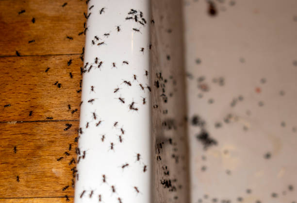Best Wildlife Control Services  in Guymon, OK